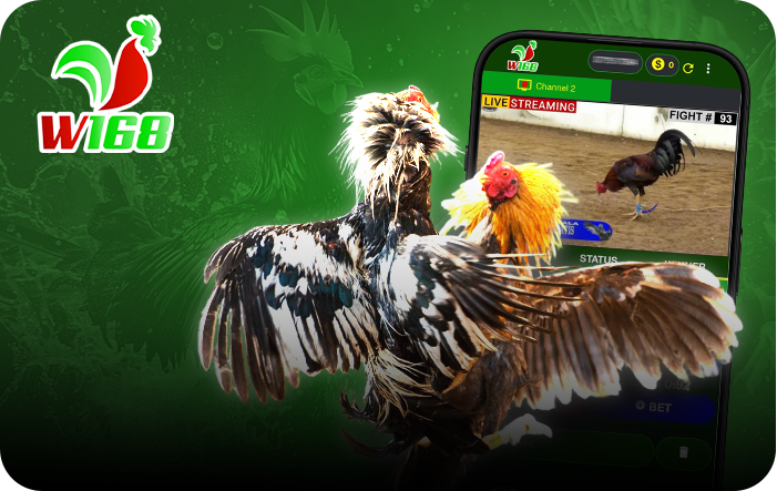 w168 cock fighitng